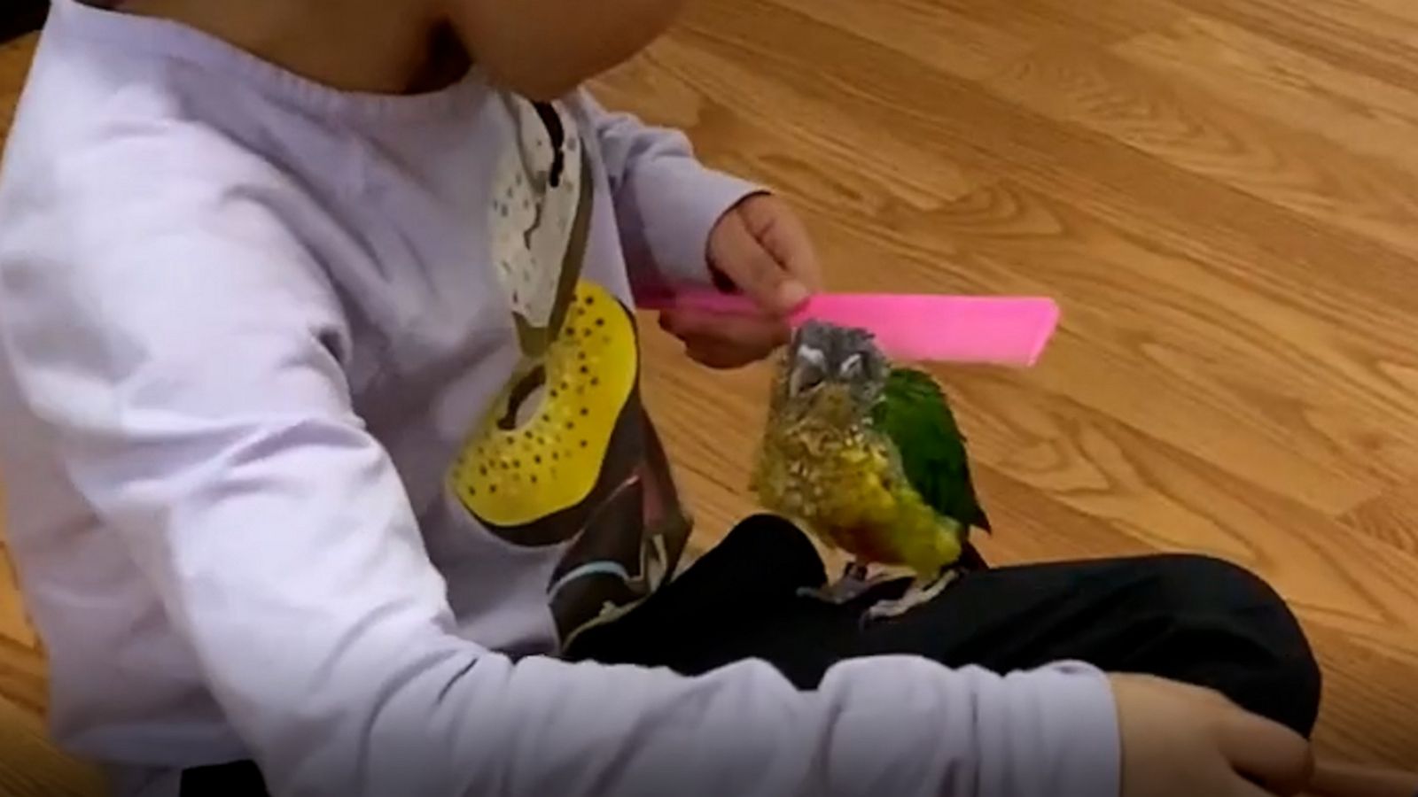 VIDEO: Baby parakeet loves being combed