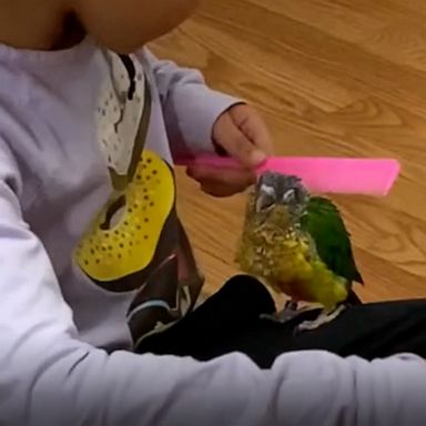 VIDEO: Baby parakeet loves being combed 