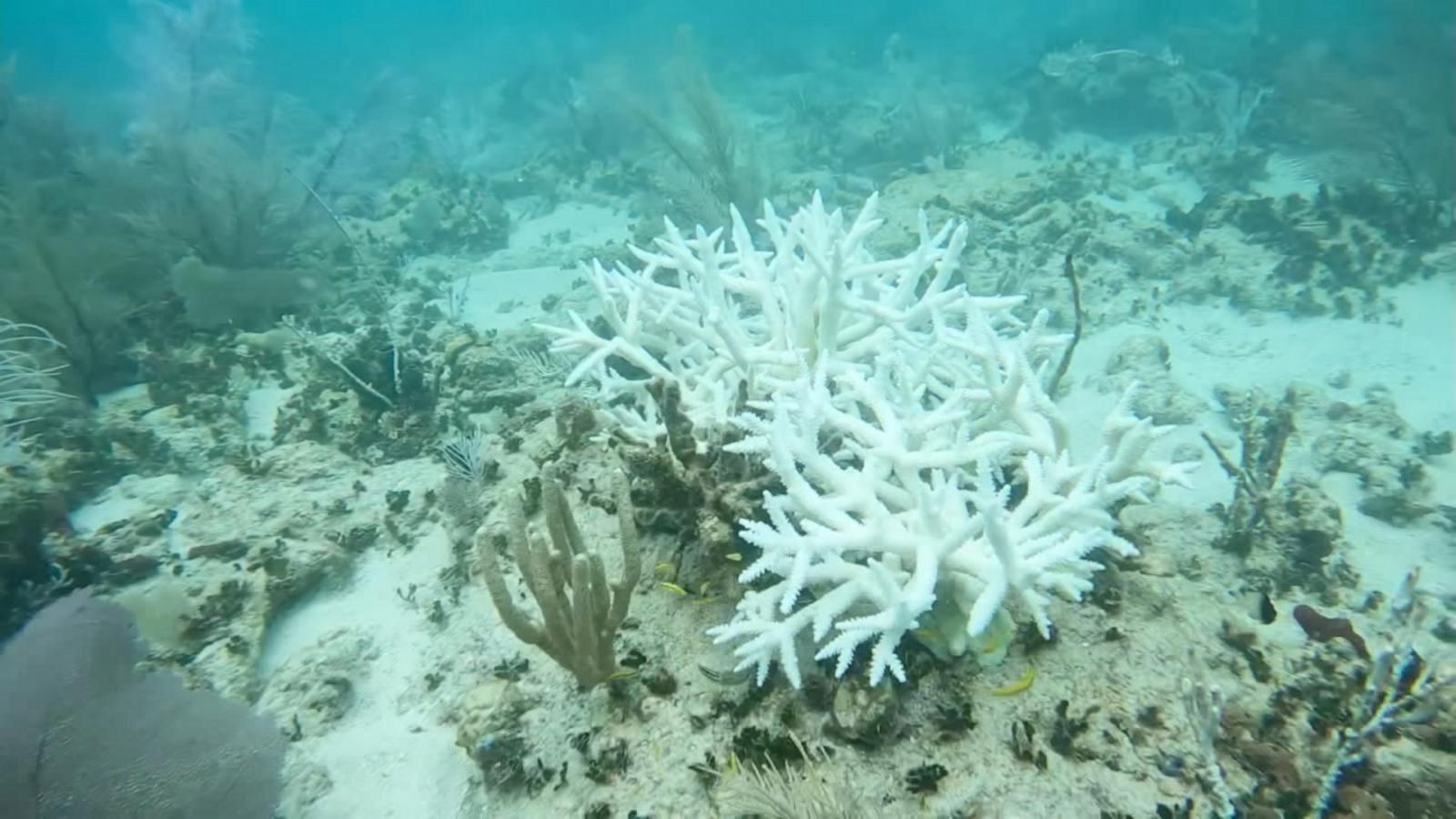 VIDEO: Marine heat wave strikes Florida's ocean water