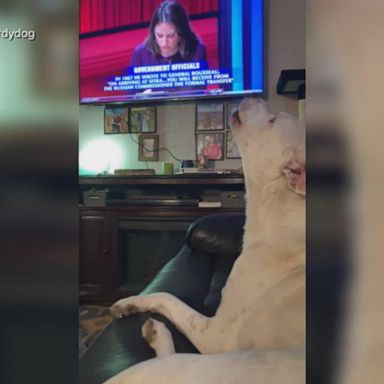 VIDEO: ICYMI: What is singing dog?