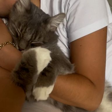 VIDEO: Woman documents the ‘soulmate’ relationship she has with her cat 