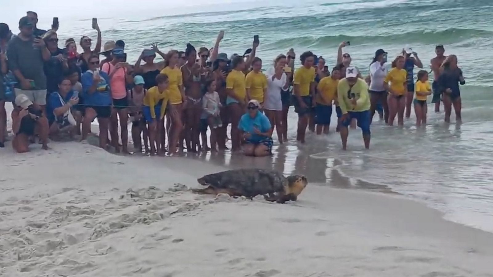 VIDEO: Crowd cheers on sea turtle as she returns to the ocean