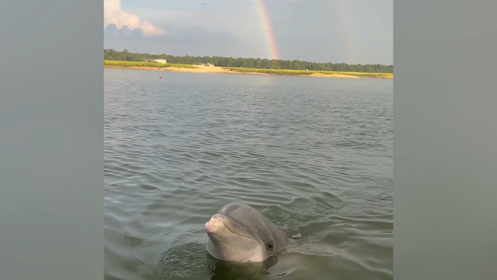 VIDEO: Dolphin says hello to human during double rainbow in magical moment