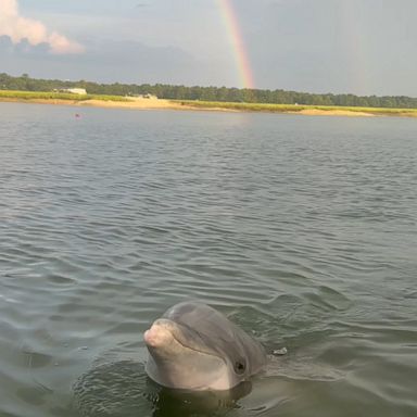 VIDEO: Dolphin says hello to human during double rainbow in magical moment 