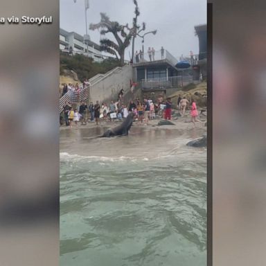 VIDEO: Sea lions charge towards crowd after tourists get too close