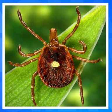 VIDEO: CDC issues new warning over tick-borne meat allergy