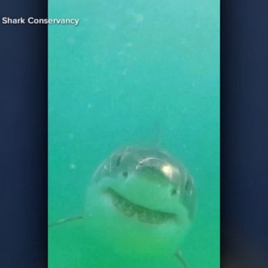 VIDEO: Waters near Cape Cod are one of world’s largest shark hotspots, study shows