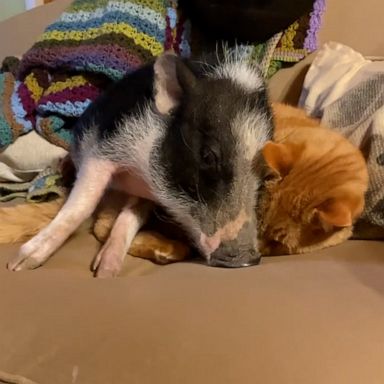 VIDEO: A rescued baby pig befriended a cat and our hearts are exploding 