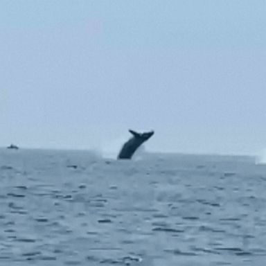 VIDEO: New Hampshire man captures rare moment 3 whales jump in unison