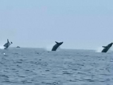 WATCH: New Hampshire man captures rare moment 3 whales jump in unison