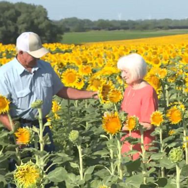 VIDEO: Man plants 1.2 million sunflowers to surprise wife