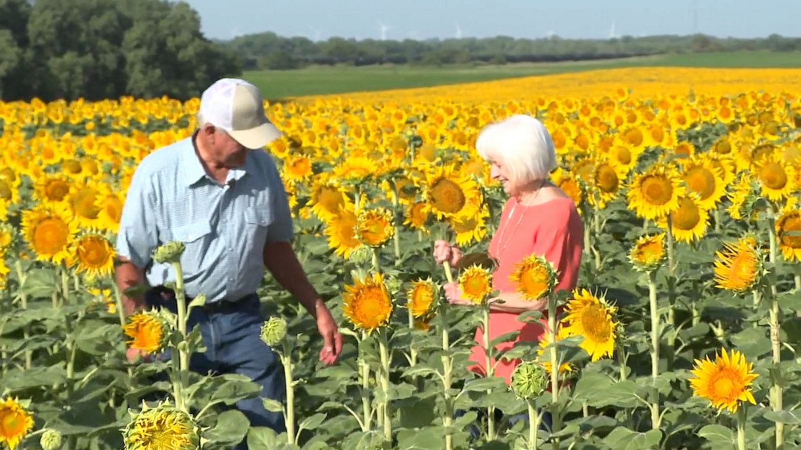 VIDEO: Farmer surprises his wife with a field of sunflowers for their 50th Anniversary