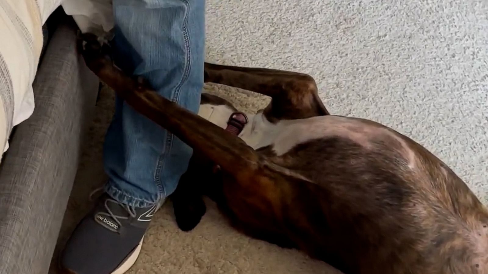 VIDEO: Clingy dog competes with newborn baby for owner's attention