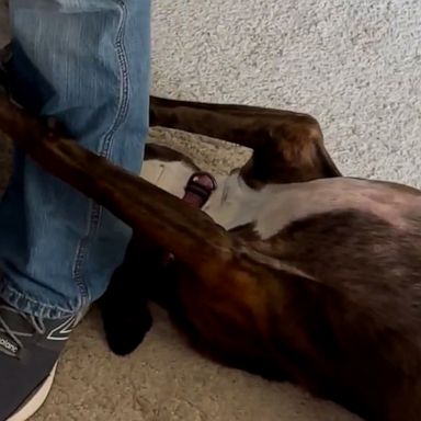 VIDEO: Clingy dog competes with newborn baby for owner's attention