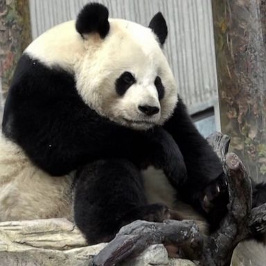 VIDEO: Giant panda at Chinese zoo caught on camera experiencing hiccups 