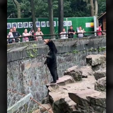 VIDEO: Chinese zoo sees skyrocketing attendance after video of sun bear goes viral