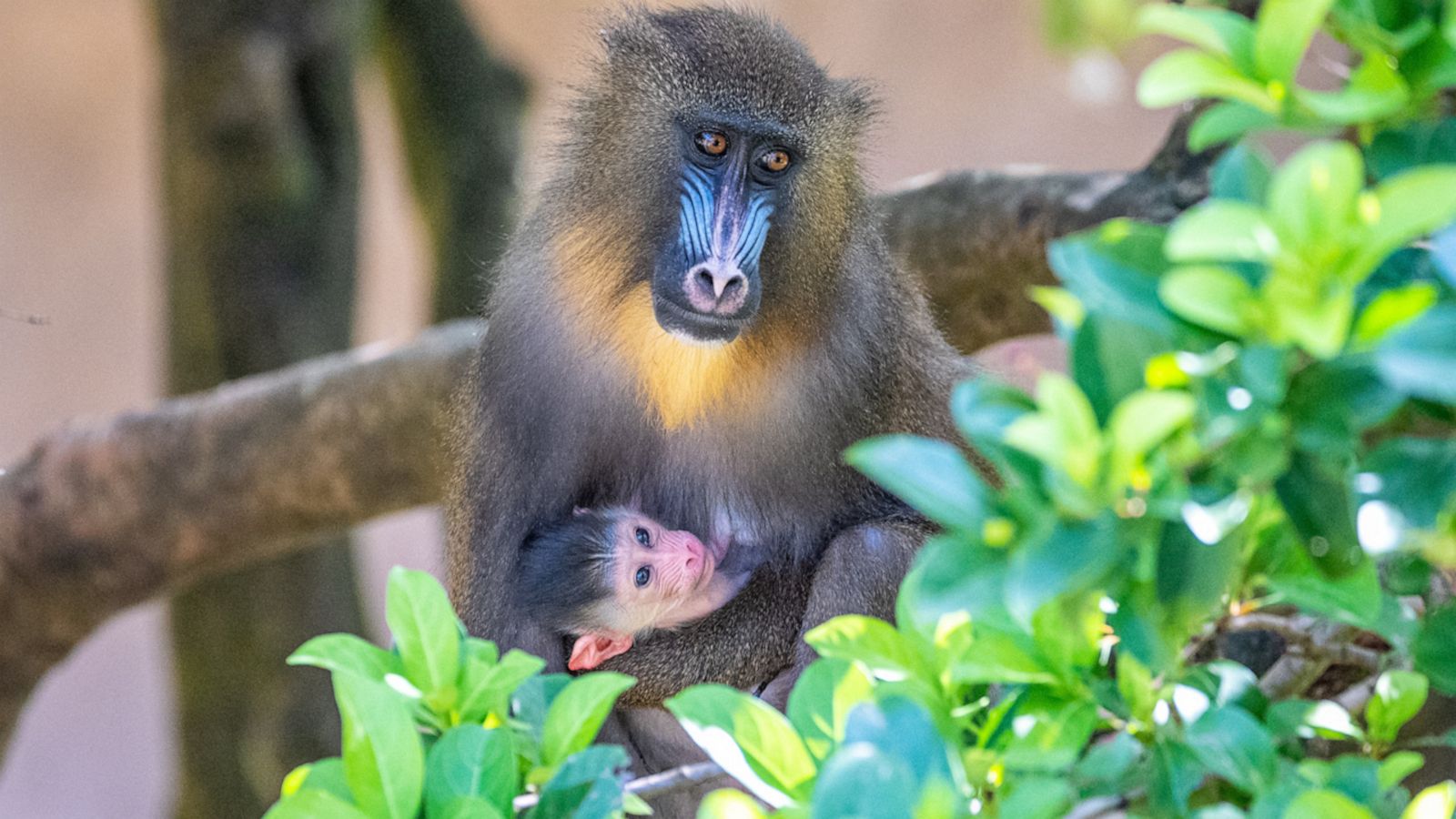 VIDEO: Disney's Animal Kingdom welcomes adorable baby monkey