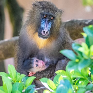 VIDEO: Disney's Animal Kingdom welcomes adorable baby monkey 