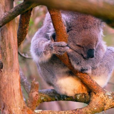 VIDEO: Kicking around down under as Team USA says 'Good morning, Australia'