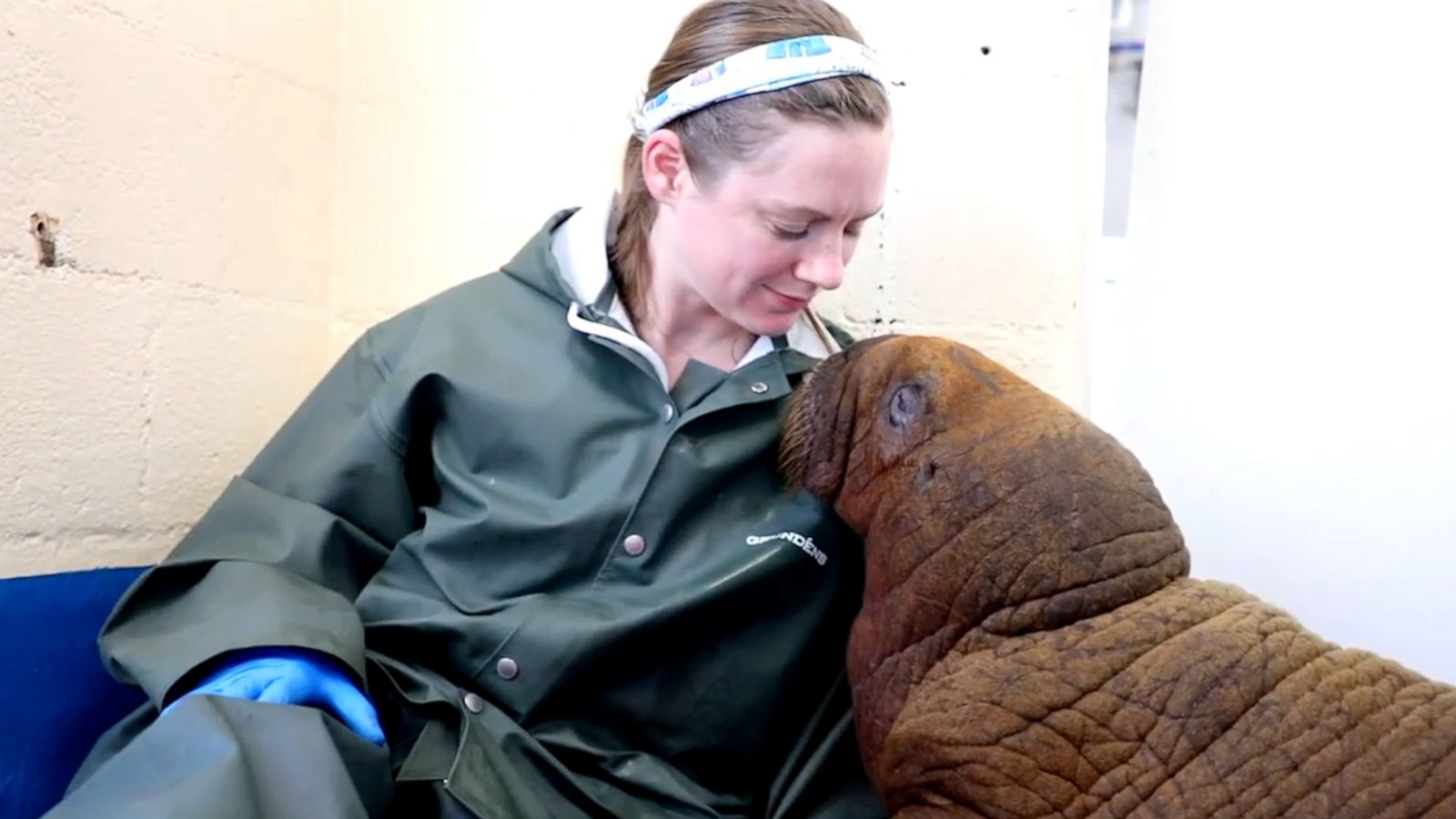 VIDEO: 1-month-old walrus receives 24-hour prescription for cuddles