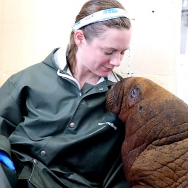 VIDEO: 1-month-old walrus receives 24-hour prescription for cuddles