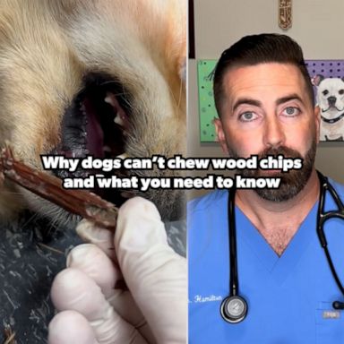 VIDEO: Vet shows how he dislodges wood chip stuck in golden retriever's mouth