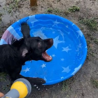 VIDEO: Dog hilariously flies through the air trying to catch water from hose