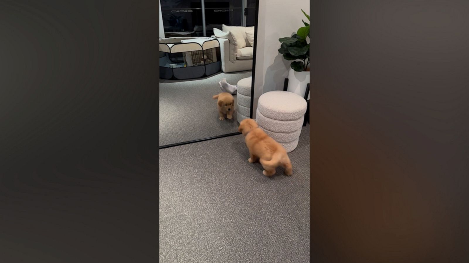 VIDEO: Golden retriever squares up to his own reflection