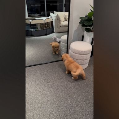 VIDEO: Golden retriever squares up to his own reflection 