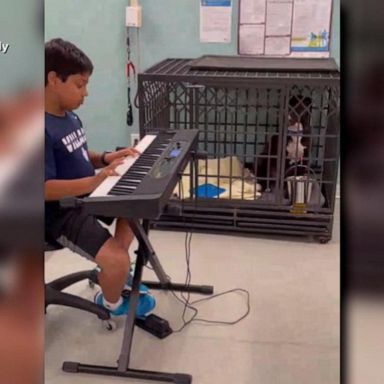 VIDEO: 10-year-old plays live music to dogs