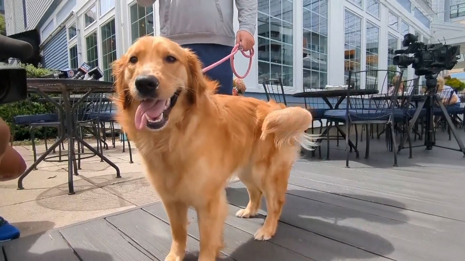 VIDEO: Dog eats passport right before owner's wedding in Italy