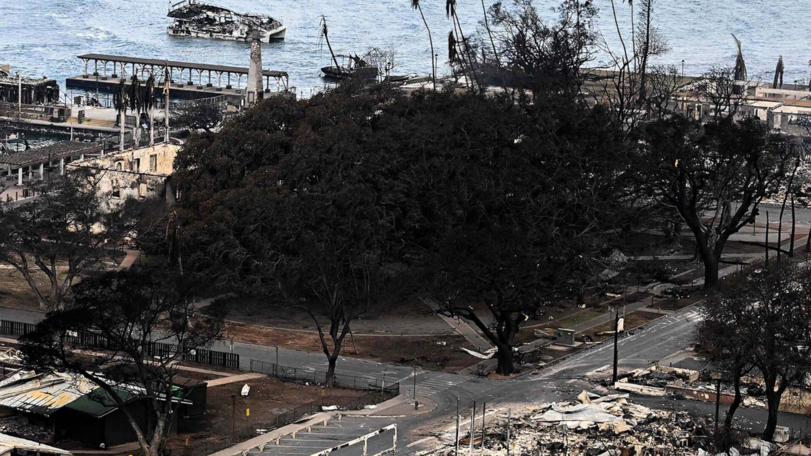 VIDEO: Lahaina’s beloved banyan tree offers hope amid recovery
