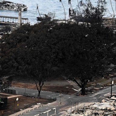 VIDEO: Lahaina’s beloved banyan tree offers hope amid recovery