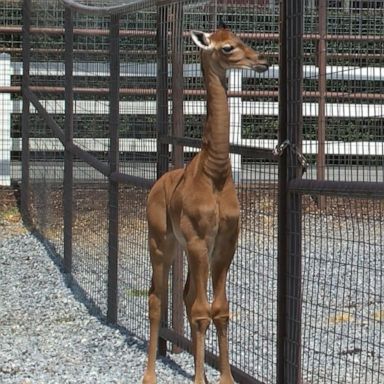 VIDEO: Zoo asks for public’s help naming rare giraffe born without spots