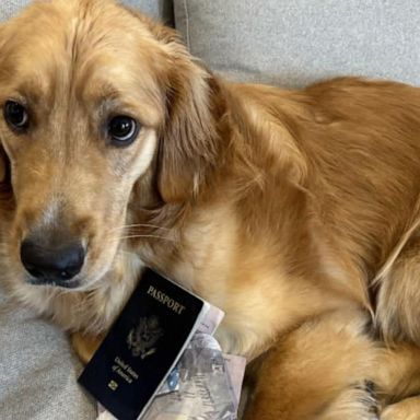 VIDEO: Happy ending after dog eats owner's passport before destination wedding