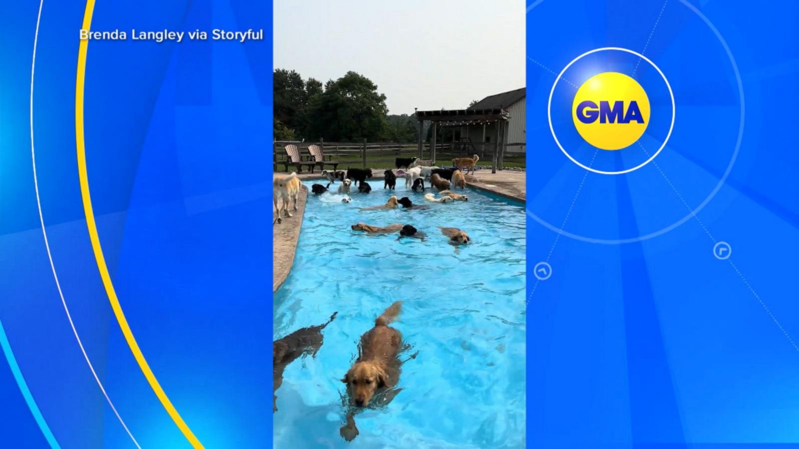 VIDEO: Pups make a splash in the pool