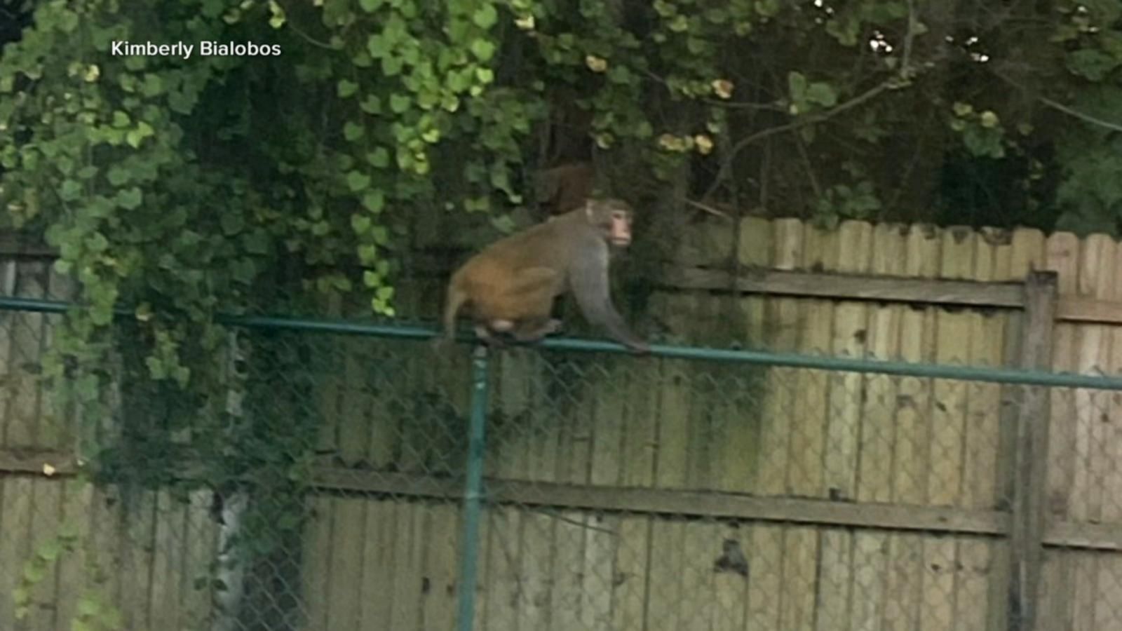 smiling monkey side eye｜TikTok Search