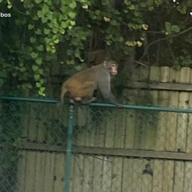 VIDEO: New wild monkey warning in Florida