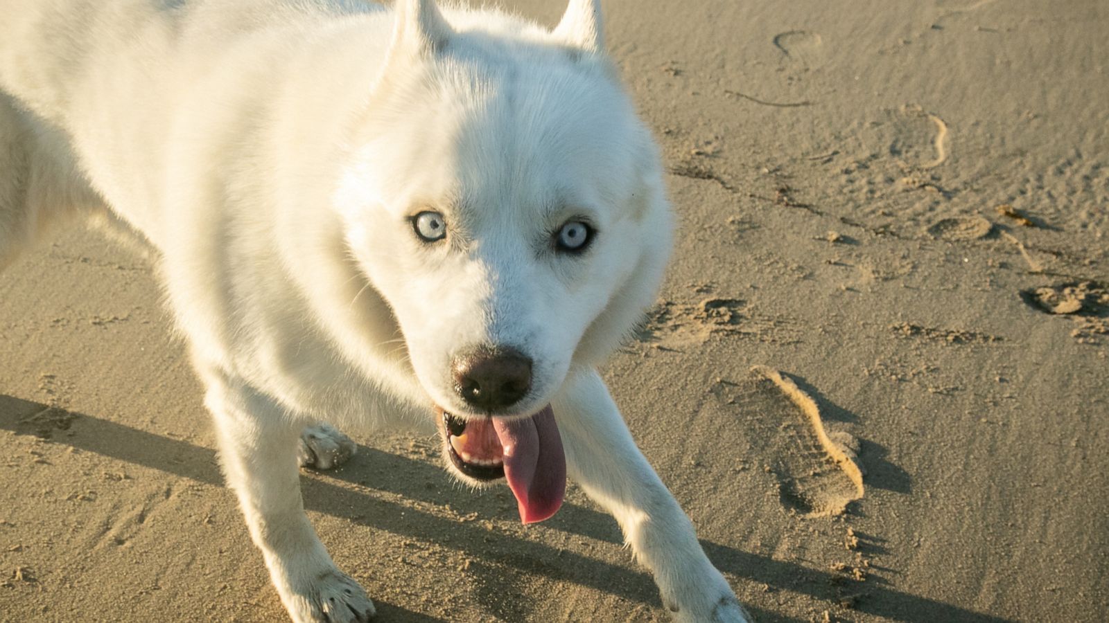 Pets News & Videos - ABC News