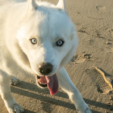 VIDEO: Neurodivergent husky walks with a prance and inspires people around the world