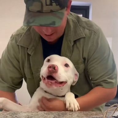 VIDEO: Sweet shelter dogs say goodbye to front desk staff after they’re adopted