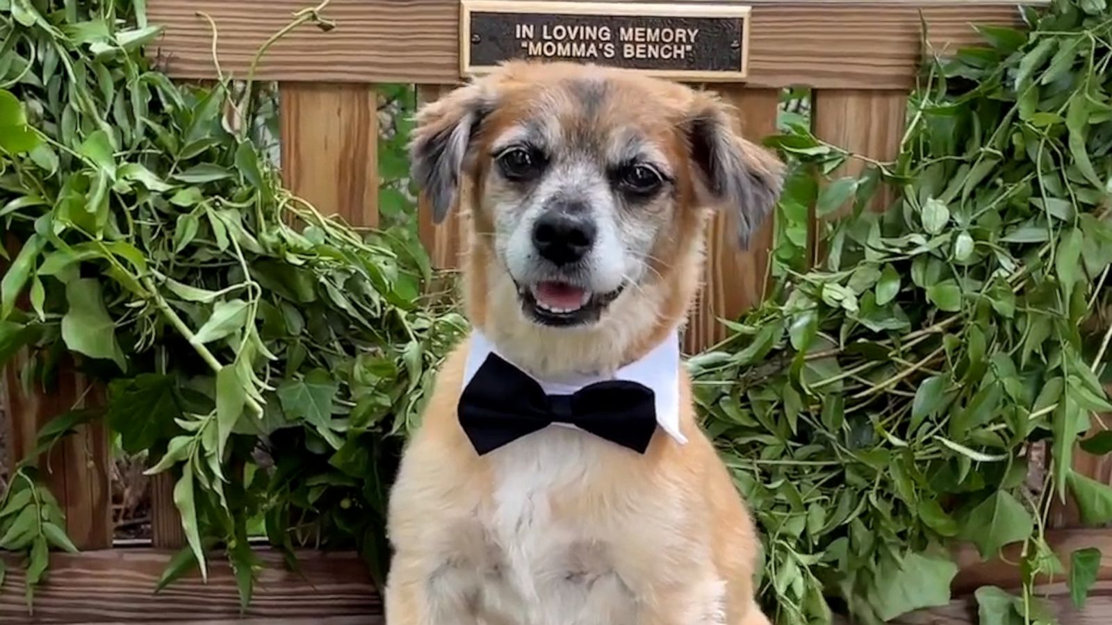 VIDEO: Robin Roberts and Amber Laign’s dog sports adorable bow tie ahead of wedding