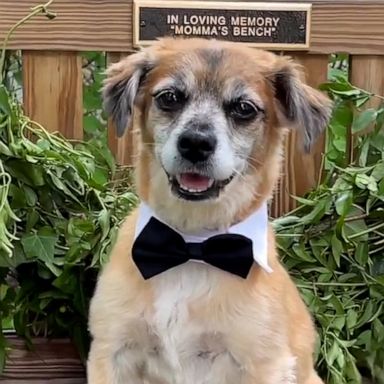 VIDEO: Robin Roberts and Amber Laign’s dog sports adorable bow tie ahead of wedding