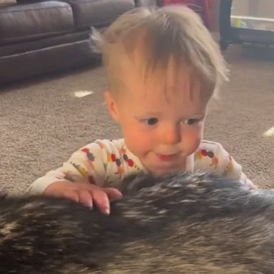 VIDEO: Husky comments on playtime with toddler