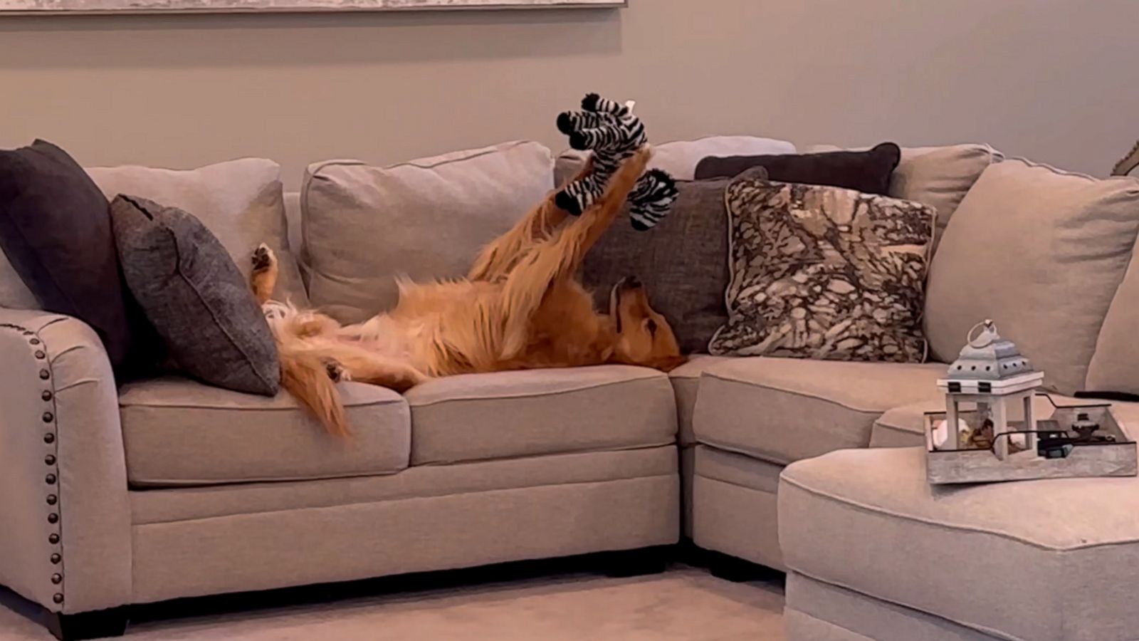 VIDEO: This golden retriever loves admiring his toys