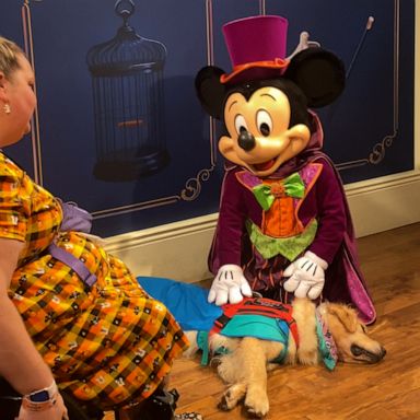 VIDEO: Service dog falls asleep while meeting Mickey Mouse