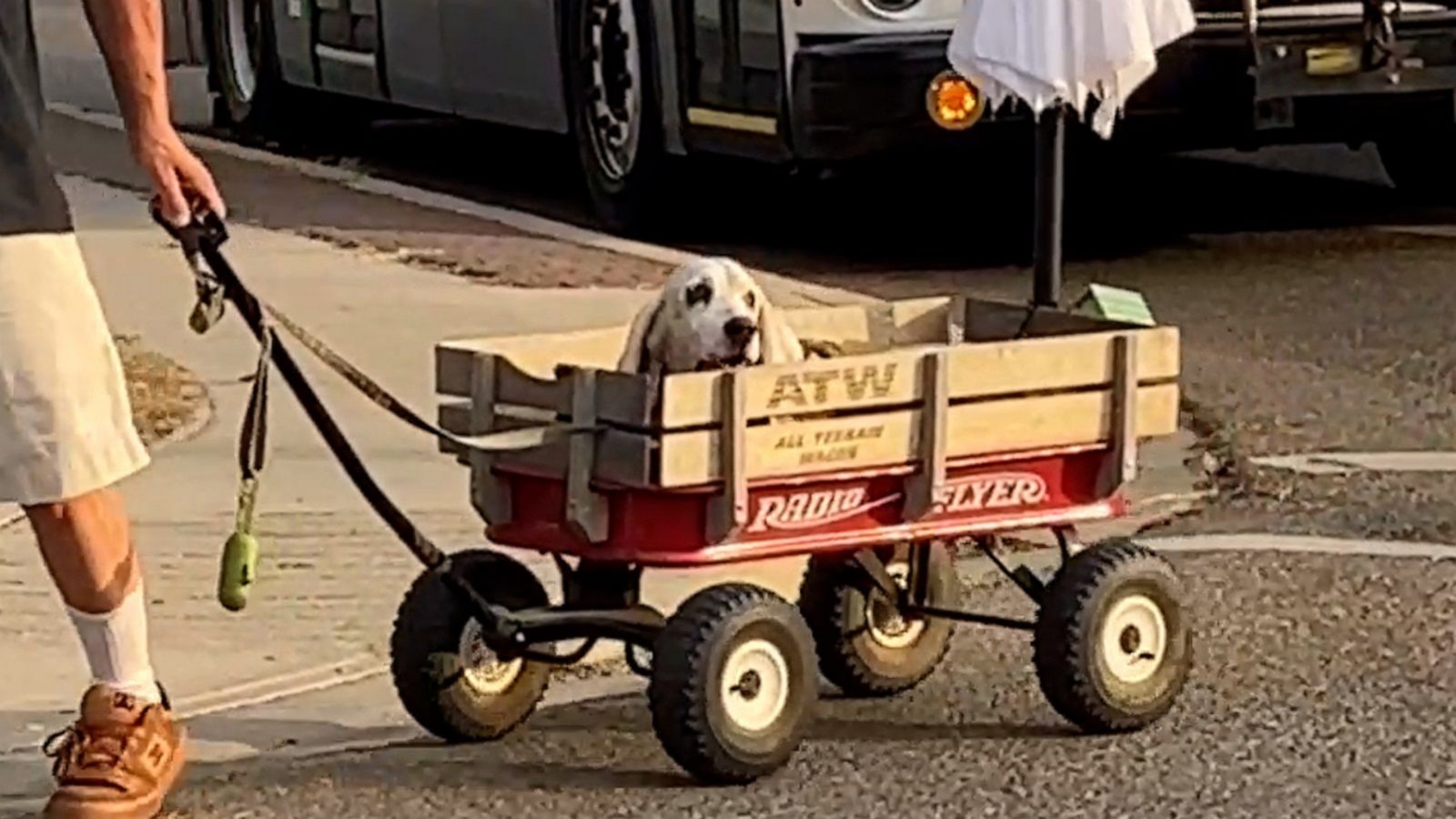 VIDEO: Dog owner has clever solution for when senior pup gets tired on walks