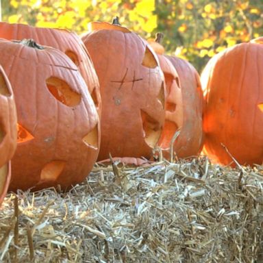 VIDEO: Fall pumpkins may be harder to find this year