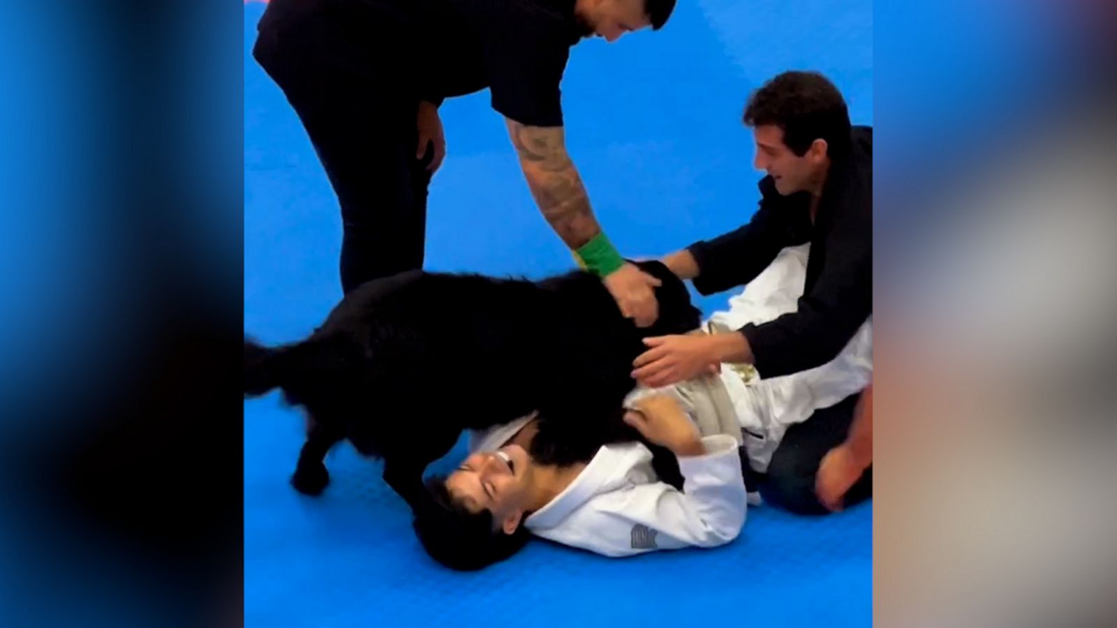 VIDEO: Concerned dog hilariously interrupts jiu-jitsu tournament