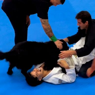 VIDEO: Concerned dog hilariously interrupts jiu-jitsu tournament 